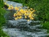 Rubber Duck Races